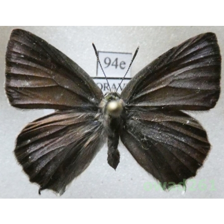 Favonius quercus (Linnaeus, 1758) Czech94e